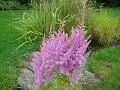 2012-0709-1500_Astilbe_18,1C
